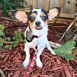 Photo of Pipsqueak