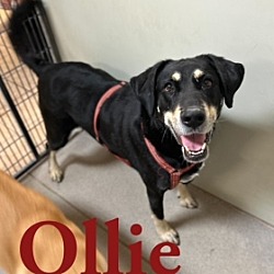 Photo of Ollie 28827