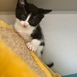 Photo of Jada Kitten 4 Felix