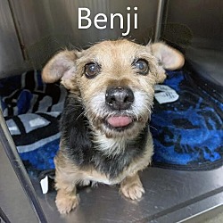 Photo of Benji