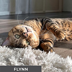 Thumbnail photo of Flynn #2