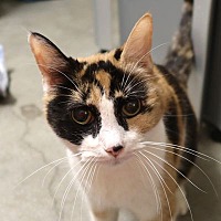 adopt-pet