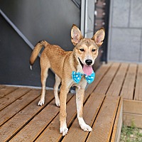 adopt-pet