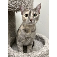 adopt-pet