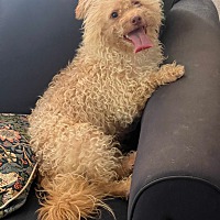 CHESTNUT - Terrier (Unknown Type, Small) available for adoption