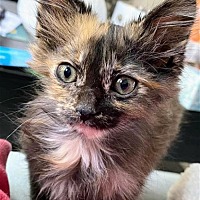 Photo of Halo Kitten