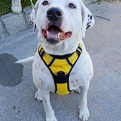Photo of Spot