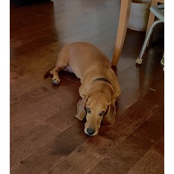 Photo of Sherlock