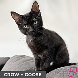 Photo of Crow (bonded with Goose)