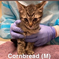 Thumbnail photo of Cornbread #3