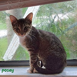 Thumbnail photo of Posey #3