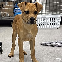 adopt a pet