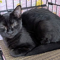 adopt-pet