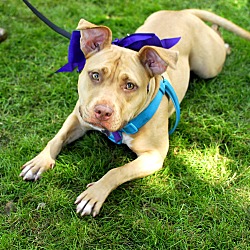 Thumbnail photo of Lolly Rue-Adopted! #2