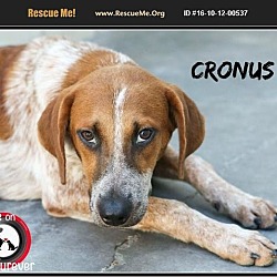 Thumbnail photo of Cronus #1