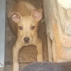 charlie's little dog house