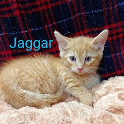 Photo of Jaggar