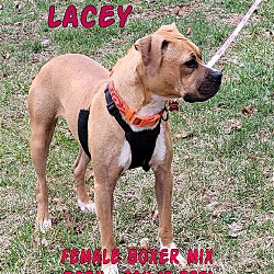 Thumbnail photo of Lacey #1