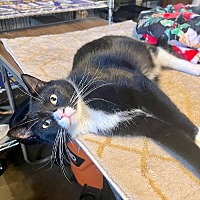 adopt a pet