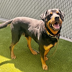 Photo of *Bowser*