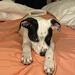 Photo of Stella