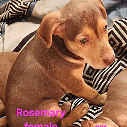 Thumbnail photo of Rosemary #3