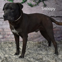 Photo of Snoopy
