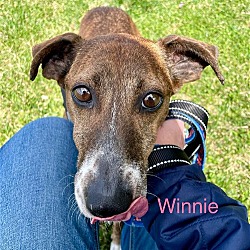 Thumbnail photo of Winnie #1