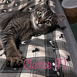 Thumbnail photo of Clarise (Kitty) #3