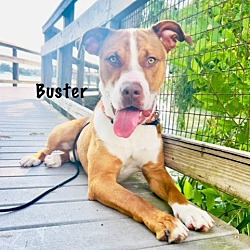 Photo of C34-24 Buster