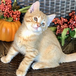 Thumbnail photo of Pumpkin #2