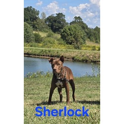 Thumbnail photo of Sherlock #1