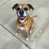 adopt a pet