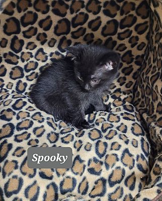 Photo of Spooky #0