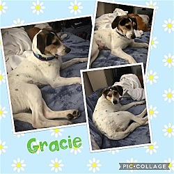 Thumbnail photo of Gracie #2