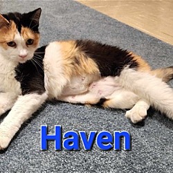 Thumbnail photo of Haven #2