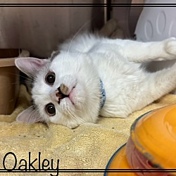 Thumbnail photo of OAKLEY #2