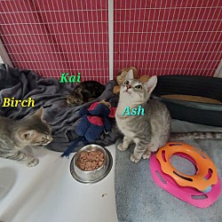 Thumbnail photo of Birch/Peaches #2