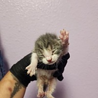 adopt a pet