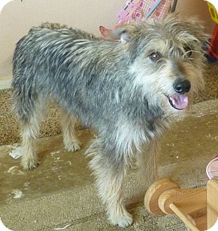 sheltie schnauzer mix