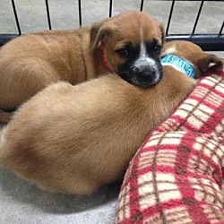 Plainfield, IL - Boxer. Meet Billings a Pet for Adoption.