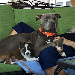 Thumbnail photo of Harper~adopted!! #4