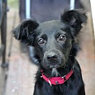 Border Collie Puppies - Rescue and Adoption Near You