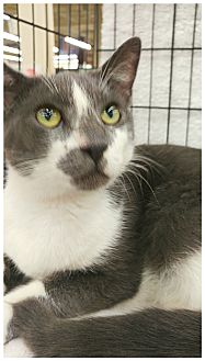 Cece **Adoption Pending**