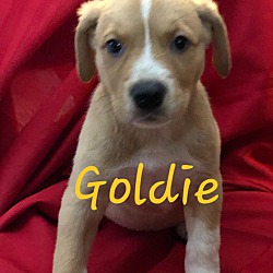 Photo of Baby Goldie