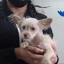 free puppies inland empire