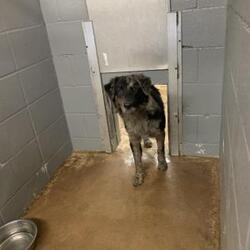 Cullman Animal Control & Shelter in Cullman, Alabama