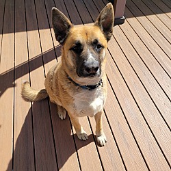 Photo of Diesel