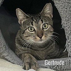 Photo of Gertrude