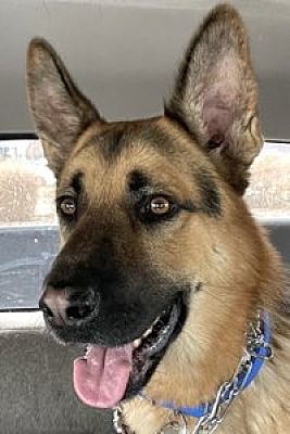 Sacramento, CA - German Shepherd Dog. Meet Orvis a Pet for Adoption ...